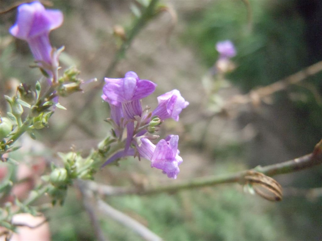 Linaria purpurea / Linajola purpurea